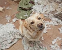 Detective-Dog-B.jpg