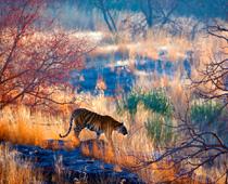 Detective-Tiger-B.jpg