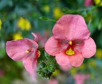 Diascia-B.jpg