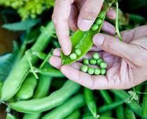 Dig-Peas-B.jpg