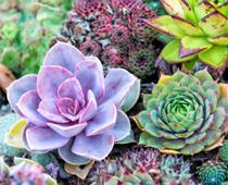 Dig-Succulent-B.jpg