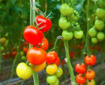 Dig-Tomato-B.jpg