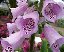 Digitalis-B.jpg