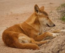 Dingo-B.jpg