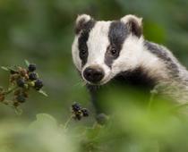 Dip-3-badger-B.jpg