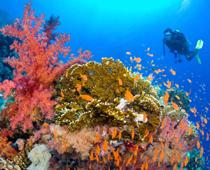 Dip-4-diver-B.jpg
