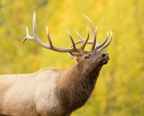 Dip-4-elk-B.jpg