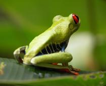 Dip-5-frog-B.jpg