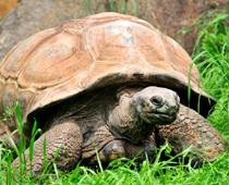 Disagree-Tortoise-B.jpg