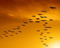 Doing-soar-B.jpg