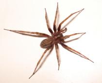 Domestic-house-spider-B.jpg