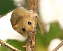 Dormouse-B.jpg