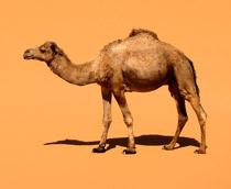 Dromedary-B.jpg