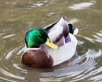 Duck-B.jpg
