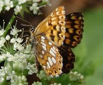 Duke-of-Burgundy-B.jpg