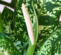 Dumb-Cane-B.jpg