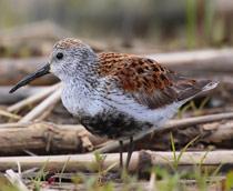 Dunlin-B.jpg