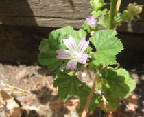 Dwarf-Mallow-B.jpg
