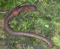 Earthworm-B.jpg