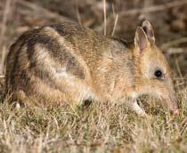 Eastern-Barred-Bandicoot-B.jpg