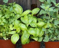 Eat-Herb-B.jpg
