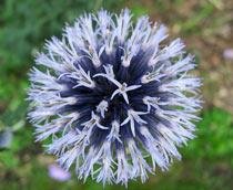Echinops-B.jpg