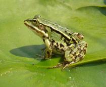 Edible-Frog-B.jpg