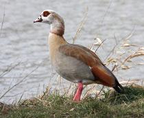 Egyptian-Goose-B.jpg