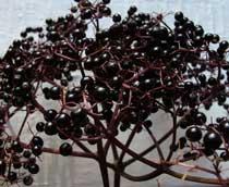 Elderberry-B.jpg