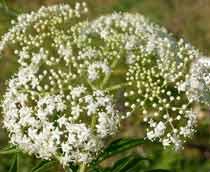 Elderflower-B.jpg