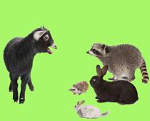 Elephant-Goat-B.jpg