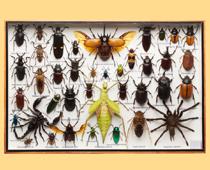 Elephant-Insect-B.jpg