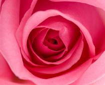 Elephant-Rose-B.jpg