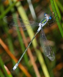 Emerald-Damselfly-B.jpg