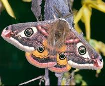Emperor-Moth-B.jpg