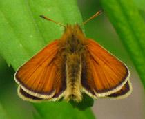 Essex-Skipper-B.jpg