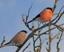 Eurasian-Bullfinch-B.jpg