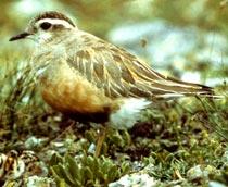 Eurasian-Dotterel-B.jpg