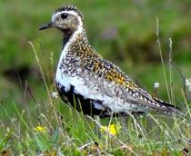 Eurasian-Golden-Plover-B.jpg
