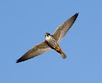 Eurasian-Hobby-B.jpg