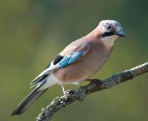 Eurasian-Jay-B.jpg