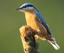 Eurasian-Nuthatch-B.jpg