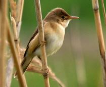 Eurasian-Reed-Warbler-B.jpg