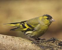 Eurasian-Siskin-B.jpg