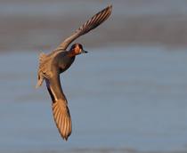 Eurasian-Teal-B.jpg