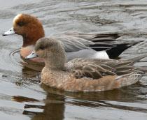 Eurasian-Wigeon-B.jpg