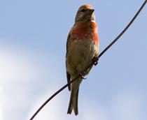 Eurasion-Linnet-B.jpg