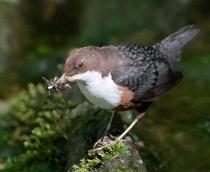 European-Dipper-B.jpg
