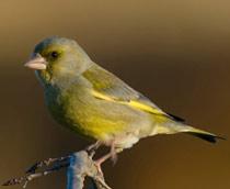 European-Greenfinch-B.jpg