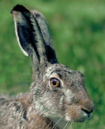 European-Hare-B.jpg